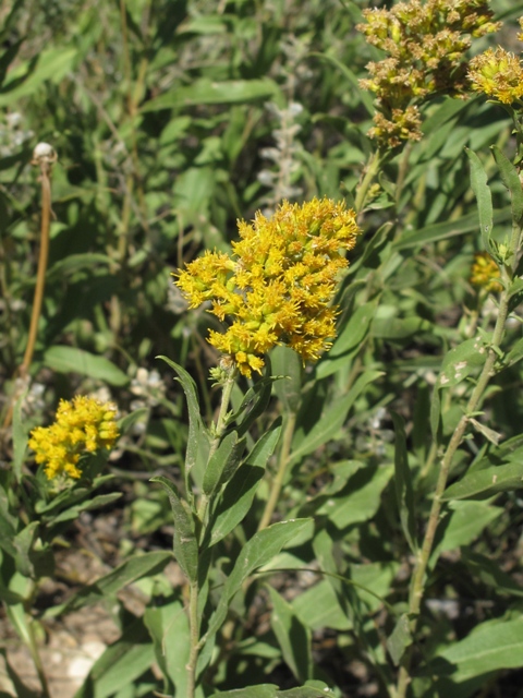 Solidago nana